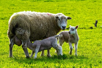Sheeps and farms over Coniston Water, Lake District National Park, Cumbria, England