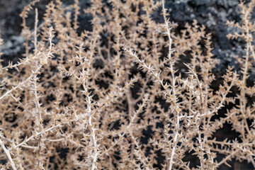 Salsola tragus, Kali tragus, prickly Russian thistle, windwitch. BASALT, ROCKS OF SAN FRANCISCO...