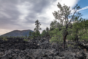 Pinus brachyptera, ponderosa pine, bull pine, blackjack pine. BASALT, ROCKS OF SAN FRANCISCO VOLCANIC FIELD. Bonito Lava Flow. Sunset Crater Volcano National Monument, Flagstaff,  Arizona

