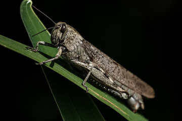Grasshopper on a leaf