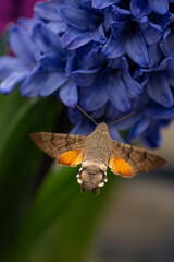 Hummingbird Hawk-Moth Feeding on Blue Hyacinth Flower