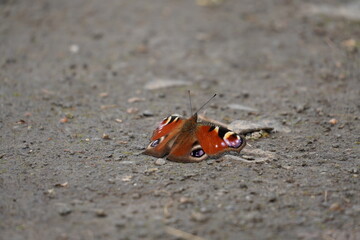 Falter am Boden