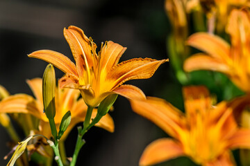 Fototapeta premium orange tiger lily