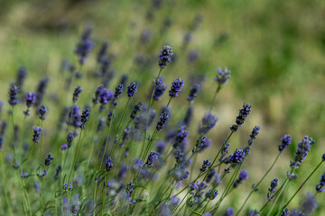 lavender field in provence
