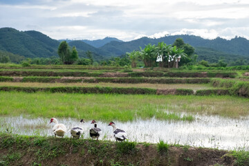 Green Rice Fields in Rural Laos