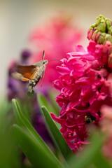Hummingbird Hawk-Moth Feeding on Pink Hyacinth Flower