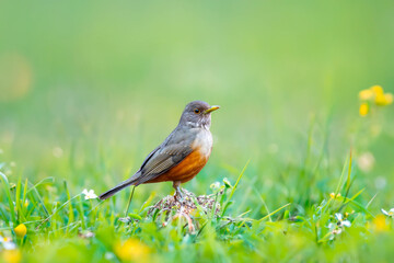 Purple-breasted Thrush (Turdus rufiventris), a bird symbol of Brazil, captured in natural light that highlights its vibrant colors. Perfect photo.Sabiá laranjeira.