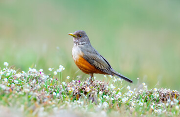 Purple-breasted Thrush (Turdus rufiventris), a bird symbol of Brazil, captured in natural light that highlights its vibrant colors. Perfect photo.Sabiá laranjeira.