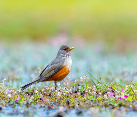 Purple-breasted Thrush (Turdus rufiventris), a bird symbol of Brazil, captured in natural light that highlights its vibrant colors. Perfect photo.Sabiá laranjeira.