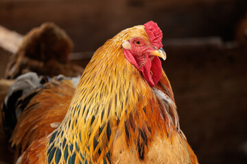 rooster in the farm