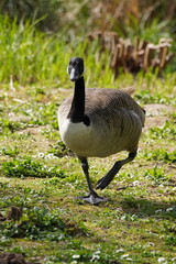 Gans im Park