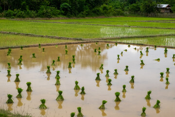 Green Rice Fields in Rural Laos