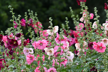 Beautiful flowerbed with colorful blooming mallows