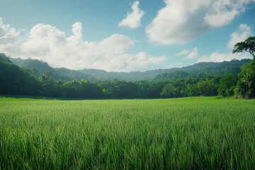 Obraz premium Lush green fields under a vibrant blue sky with scattered clouds in a serene landscape, Green fields under the blue sky and the dense, lush forest in the distance, camera panning forward