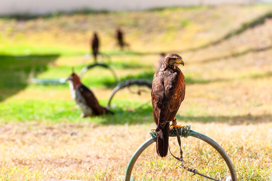 Harris's Hawk trained for falconry at the airport.