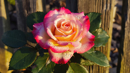 Pink Rose with Water Droplets and Green Leaves Against Rustic Wood