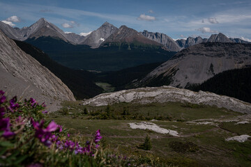 Purple Wildflowers Bloom in a Mountain Valley Beneath the Canadian Rockies in Alberta’s...