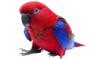 Beautiful tropical Eclectus parrot isolated on transparent background