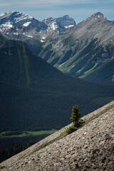 Lone Tree Growing on Rocky Terrain with Dramatic Canadian Mountain Backdrop in Summer Light