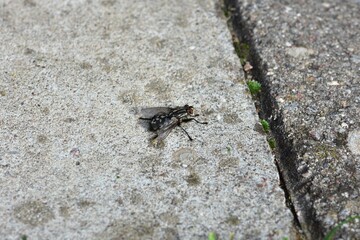Close-up of housefly resting on stone pavement. Detailed macro photo showing the insect's body texture and wings. Urban nature interaction with sharp focus on fly and concrete texture.