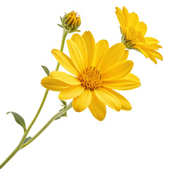 Bright yellow daisy flowers with green leaves isolated on a clear white background close-up