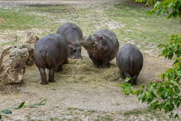 Hippos grazing at bank of a pond.