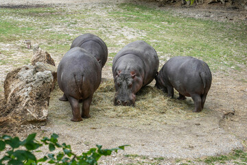 Hippos grazing at bank of a pond.