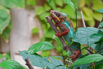 A beautiful panther chameleon