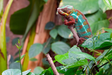 A beautiful panther chameleon closeup