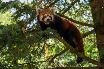 a cute red panda (Ailurus fulgens) hanging on a tree