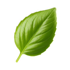 green leaf isolated on white