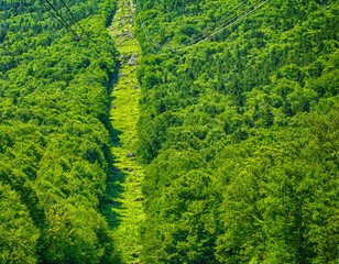 green trees in the forest