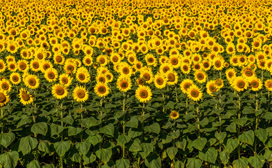 A vibrant field of sunflowers basks in the sunlight, their bright yellow faces creating a breathtaking sea of color. Tall stalks stand proudly amidst lush green foliage