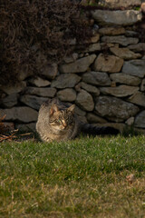 Aggressive Katze 