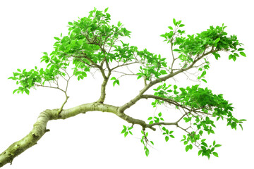 A sweeping green tree branch with abundant leaves isolated on a transparent background