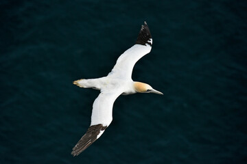 Gannet bird Bempton Cliffs North Sea	