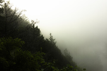 Fototapeta premium misty forest drop