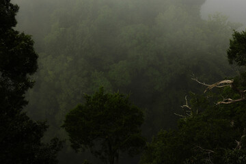 Obraz premium forest overhead