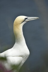 Gannet bird Bempton Cliffs North Sea	