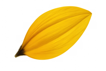 Yellow sunflower petal showing intricate details, soft texture, illuminated with translucent light on clean white backdrop