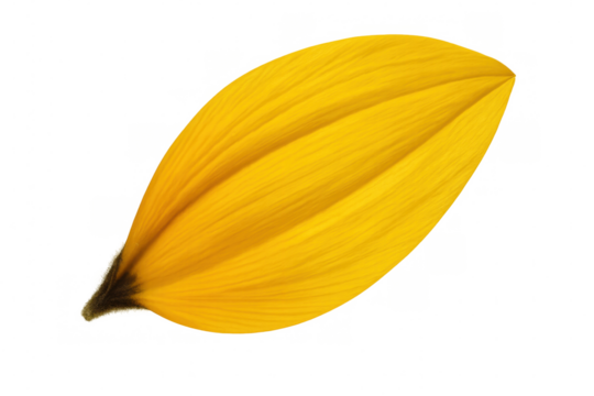 Yellow sunflower petal showing intricate details, soft texture, illuminated with translucent light on clean white backdrop