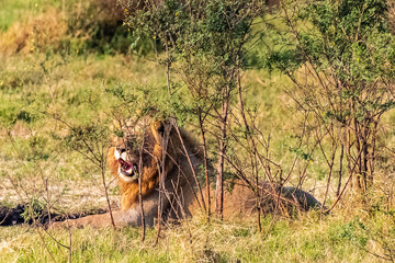 Close encounter with a male lion -Panthera Leo- that is resting under a tree in the Serengeti, Tanzania.