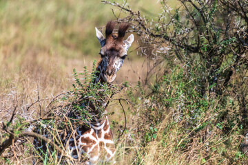 Close-up of Masai Giraffe - Giraffa tippelskirchi- feeding off acacia trees in the Serengeti,...
