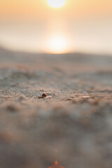 Red ladybug walking on the ground against a golden sunset, macro photography, vertical image