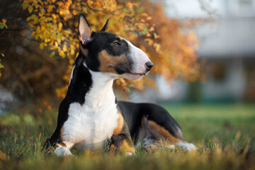 bull terrier dog lying outdoors in autumn