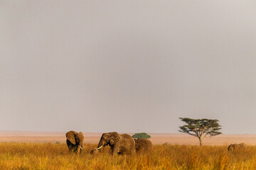 A herd of African Elephants -Loxodonta Africana- grazing in the Serengeti, Tanzania, during the golden hour around sunset