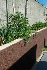 Home garden next to a wall on a sunny day_vertical.