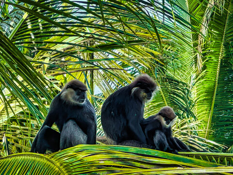 Purple-faced leaf monkeys (Semnopithecus vetulus) or “the black monkey of Sri Lanka”, endemic to Sri Lanka