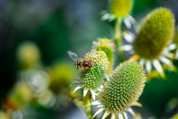 Hoverfly on flower