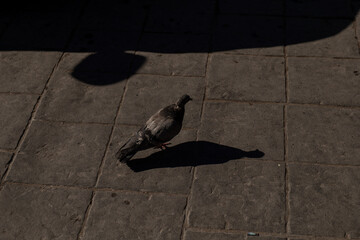 Urban Wildlife: A Pigeon's Shadow
